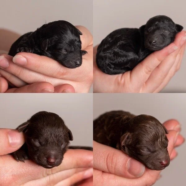 Maltipoo online newborn puppies